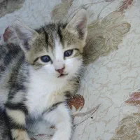 گربه