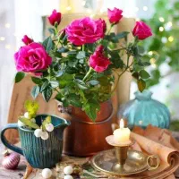 کود گوسفندی