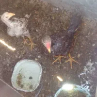 دوتا نوچه خروس و مرغ محلی اصیل لاری|حیوانات مزرعه|زاهدان, |دیوار