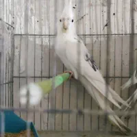 عروس البینو دوکت  با جوجه|پرنده|تبریز, |دیوار