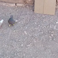 کبوتر دم سفید|پرنده|خوشاب, |دیوار