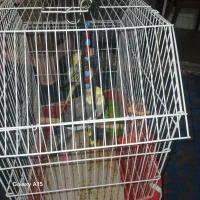 عروس هلندی