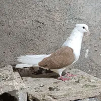 شون زرد