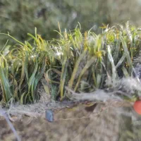 فروش چمن مصنوعی خارجی با کمترین قیمت|مصالح و تجهیزات ساختمان|تهران, ایران|دیوار