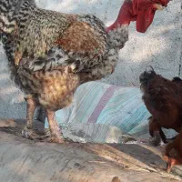 خروس محلی گردن سر لوختی