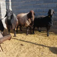 قوچ هترو افشاری|حیوانات مزرعه|مشهد مرغاب, |دیوار