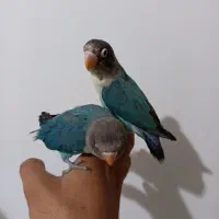 طوطی برزیلی|پرنده|ملارد, |دیوار