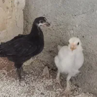 دو عدد جوجه محلی پا پر