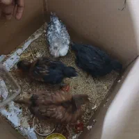 جوجه مرغ و خروس