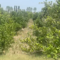 باغ مرکبات قائمشهر جنید با درختان مثمر و سر سبز