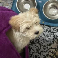 سگ نر|سگ|نهاوند, |دیوار