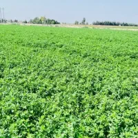 یونجه|خدمات باغبانی و درختکاری|مارگون, |دیوار