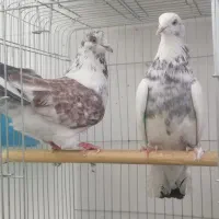 کبوتر تهرانی