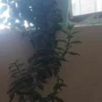 یونجه