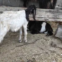 یک عدد کره نر|حیوانات مزرعه|بندر کنگان, |دیوار