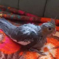 عروس هلندی سینامون یک ماهه