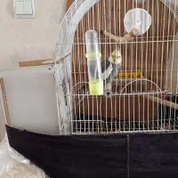 طوطی عروس هلندی سخنگو|پرنده|اردبیل, |دیوار