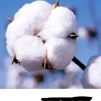بیست کیلو ‌پنبه دست دوم