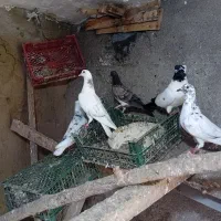 کبوتر
