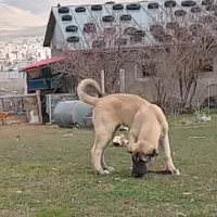 سرابی توله اصل