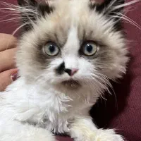 گربه رگدال پنج ماهه|گربه|اصفهان, برازنده|دیوار
