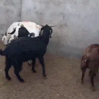 ۴ راس بز|حیوانات مزرعه|شاهرود, |دیوار