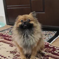 سگ پامر عروسکی|سگ|مراغه, |دیوار