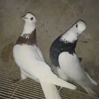 کفتررنگه جفتگاه وپرش