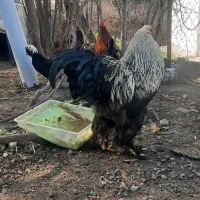 خروس برهما|حیوانات مزرعه|رودبار, |دیوار