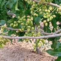 باغ پسته 1000 متری فوری