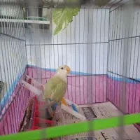 جوجه برزیلی با قفس همچی با هم ۸۰۰