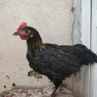 جوجه رسمی نژاد دار|حیوانات مزرعه|تهران, یافت آباد شمالی|دیوار