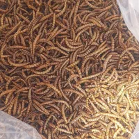 میلورم خشگ وزنده