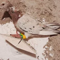 دوتا گبوتر پرشی هفرنگ سرخ ماده گراباتی نر