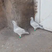 سه جفت جوجه زاغ دم سفید وکرباتی سیاه و شامی کرمونی