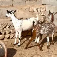 عربی اصلی|حیوانات مزرعه|کرمان, |دیوار