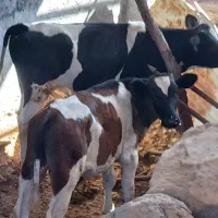 گوساله‌نرجنس‌دار