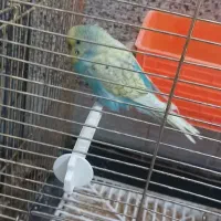 مرغ عشق نر|پرنده|قنوات, |دیوار