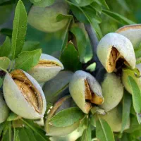 نهال بادام تونو