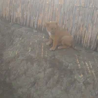 توله سگ افغانی دوماهش