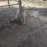 فروش گربه نر نیمه دستی