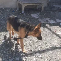 ژرمن شپرد آلمان توله ماده