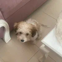 واگذاری|سگ|رشت, فلسطین|دیوار