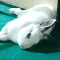 خرگوش گم شده|حیوانات|شهرضا, |دیوار