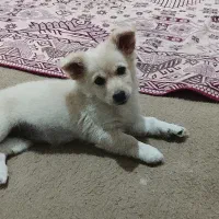 سگ پامر اشپیتز ماده|سگ|مهریز, |دیوار