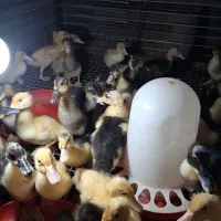 جوجه اردک پکنی ۲۵روزه