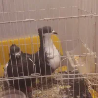 کبوتر کرواتی سیاه افشون