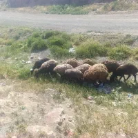 میش گله گرد