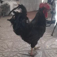 خروس محلی
