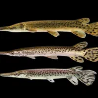 ماهی ردتیل و ماهی الیگیتور|ماهی|ملایر, |دیوار